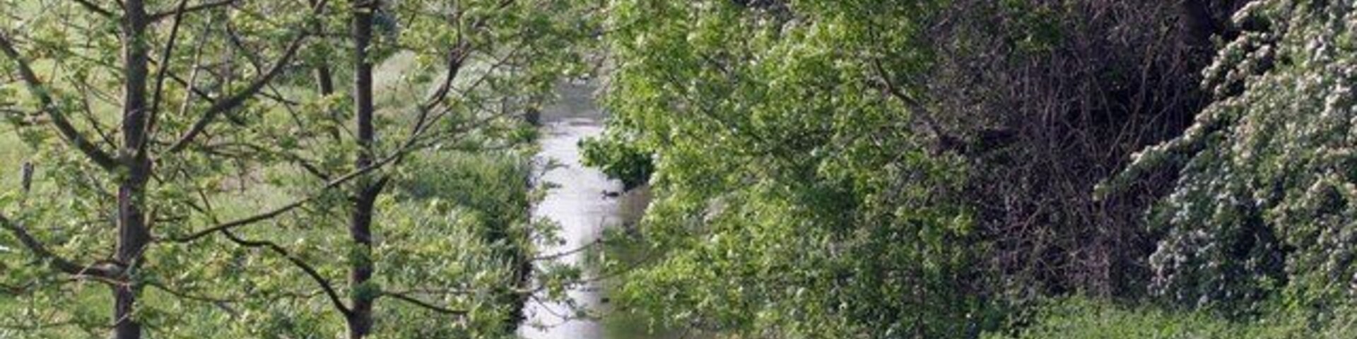 Un río rodeado de abundante follaje verde y árboles.