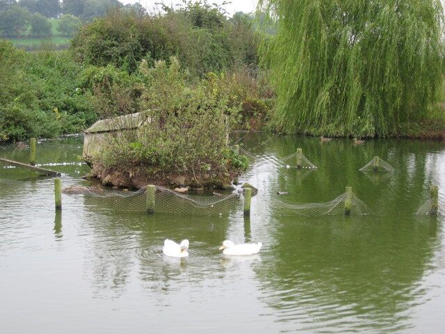 Duck Pond, Manor Farm, Cowhill This pond has a traditional duck house built upon a small island to protect the ducks from marauding foxes at night.