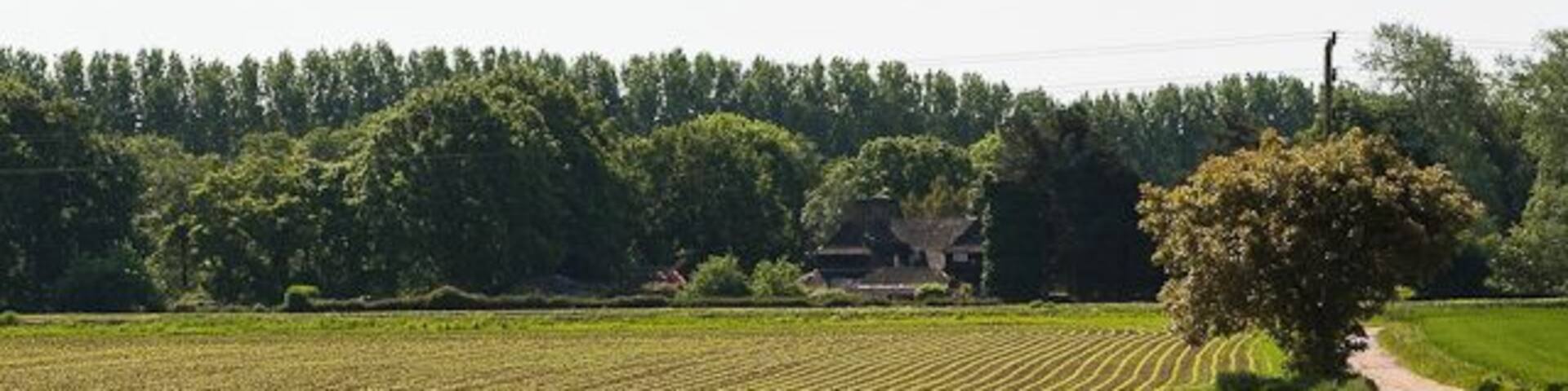 Arable crop pushing up on Hill Farm The track at right is the access road to the farm and also a footpath. The house in the distance is Greywood.