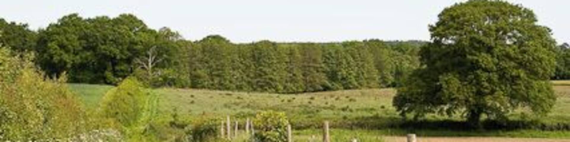 Footpath approaching Blundell's Copse. The woodland to the right of the track is not shown on OS maps. Land to the left of this track was designated in 2009 to have 6,000 houses built on it, see 1329022.