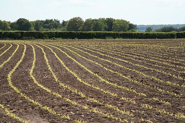 Clayhidon: near Black Lane. A field with a new crop, looking south-south-west