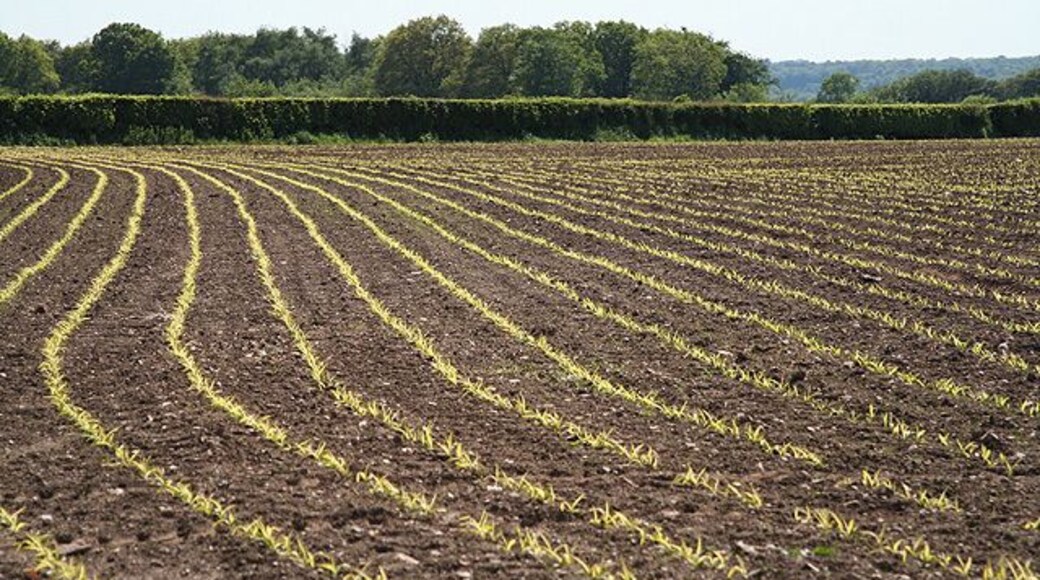 Clayhidon: near Black Lane. A field with a new crop, looking south-south-west