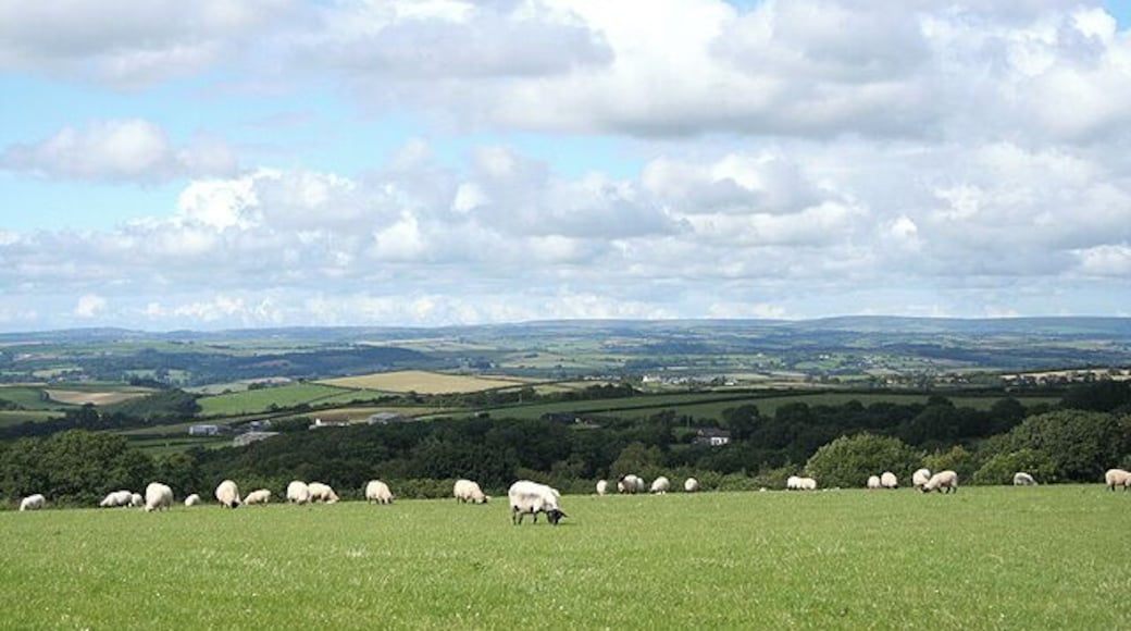 Yarnscombe: a flock grazing Looking north east towards South Heale