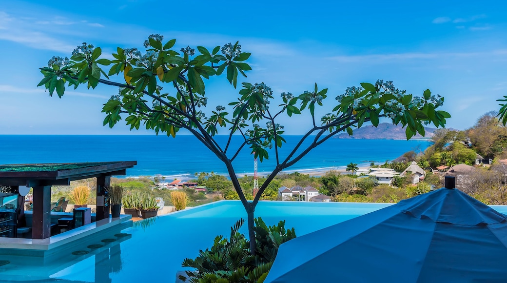 A clear blue sky, a tree with green leaves, a swimming pool, and a view of the ocean.