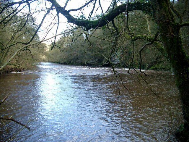 A river flowing through a forested area with trees and branches overhanging the water.