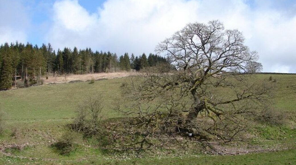 Wood Hill, Ae Southern slopes of Wood Hill, partly within the Forestry Commissions Forest of Ae.