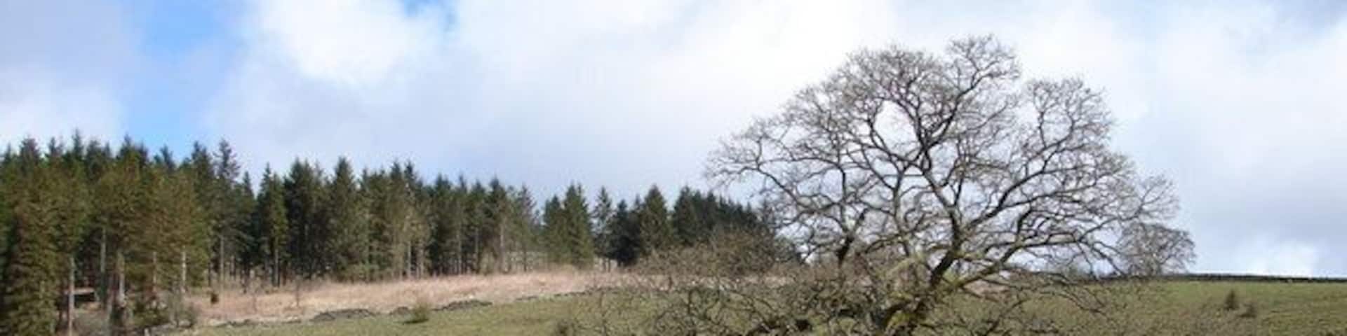 Wood Hill, Ae Southern slopes of Wood Hill, partly within the Forestry Commissions Forest of Ae.