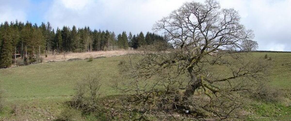 A leafless tree in a grassy field with a forest in the background.