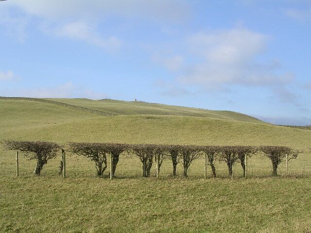 Cropped Hedge near Burnside Farm. Relic Hill in the background