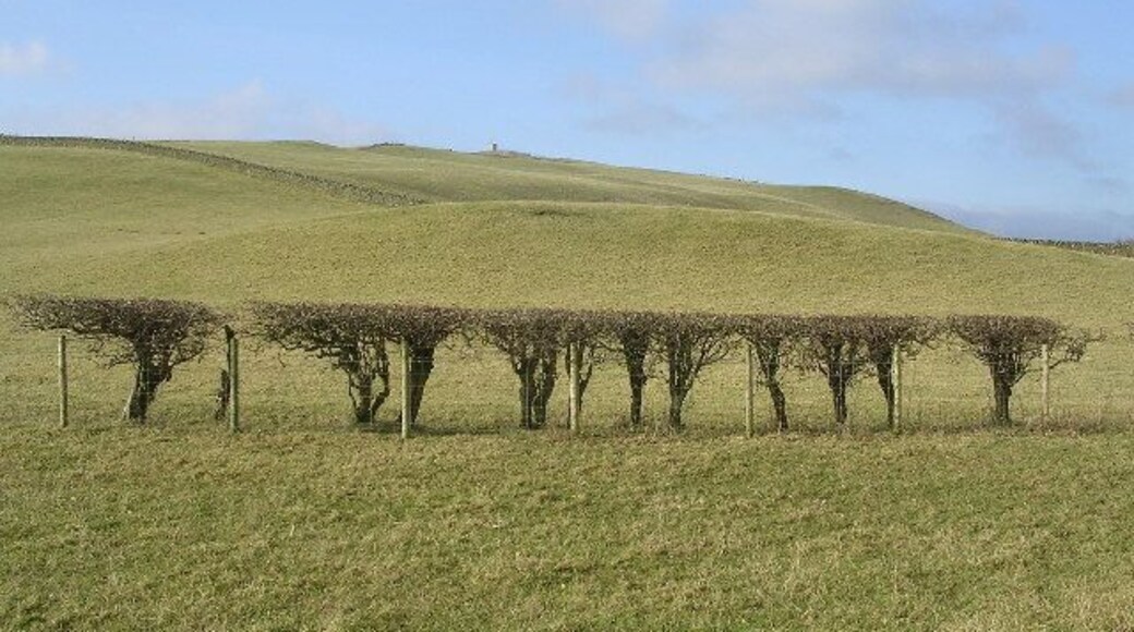 Cropped Hedge near Burnside Farm. Relic Hill in the background