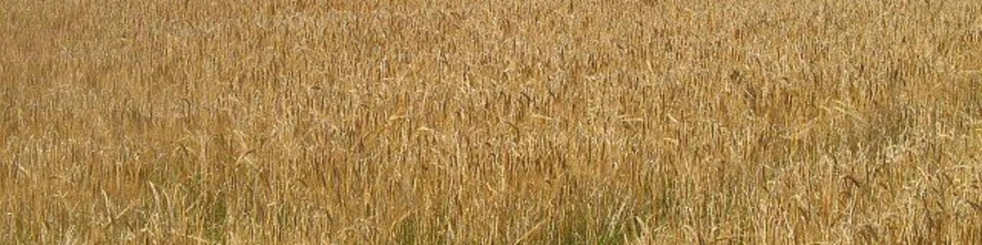 Barley field, Nunraw View over ripe barley towards Nunraw Barns farm and Haddington.