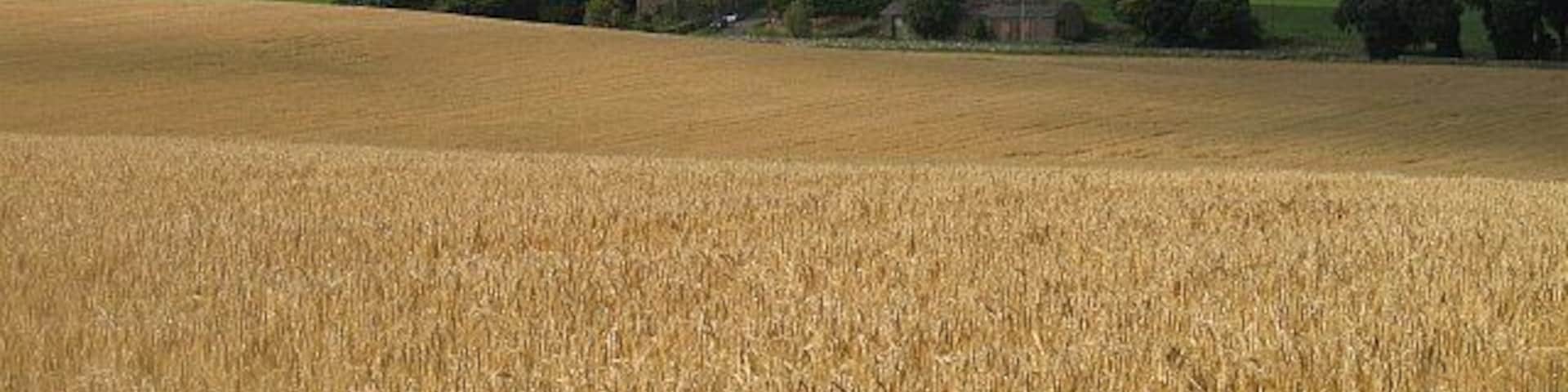 Barley field, Nunraw View over ripe barley towards Nunraw Barns farm and Haddington.