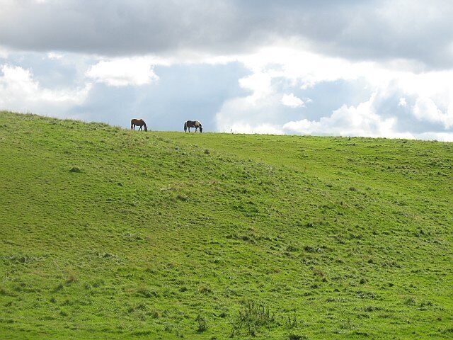 Grassland, Stoneypath Horses grazing on rolling farmland which is typical of the area.