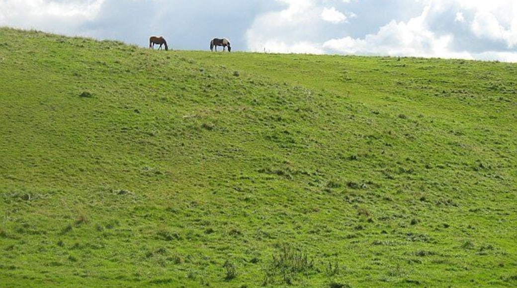 Grassland, Stoneypath Horses grazing on rolling farmland which is typical of the area.