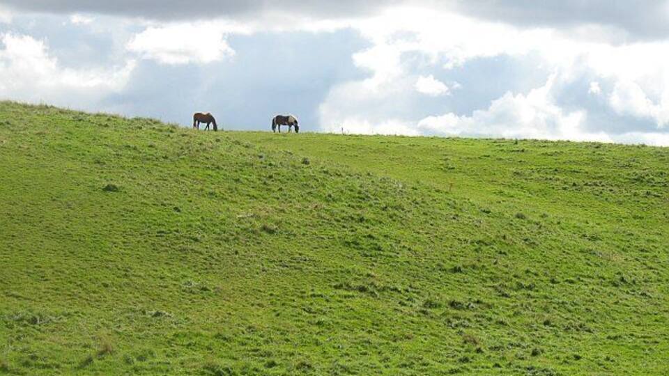 Grassland, Stoneypath Horses grazing on rolling farmland which is typical of the area.