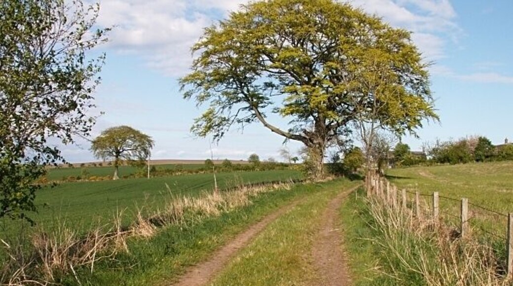 By Nydie Mains. Farm track by Nydie Mains.