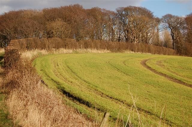 Winter crops Looking towards Windylaw Head.