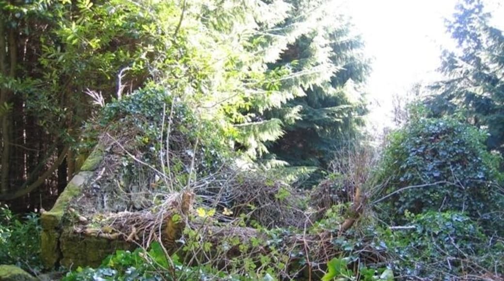 Ruined Cottage in Nant y Ffrith Woodland The remains of an ancient stone cottage alongside the footpath through Nant y Ffrith Woodland. Some of the invading trees have been cut back, but that seems to have had little effect. In time the ruin will probably be completely absorbed into the forest. See also 338174