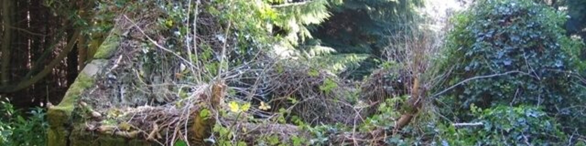 Un bosque frondoso con un árbol caído, rocas cubiertas de musgo y abundante vegetación.