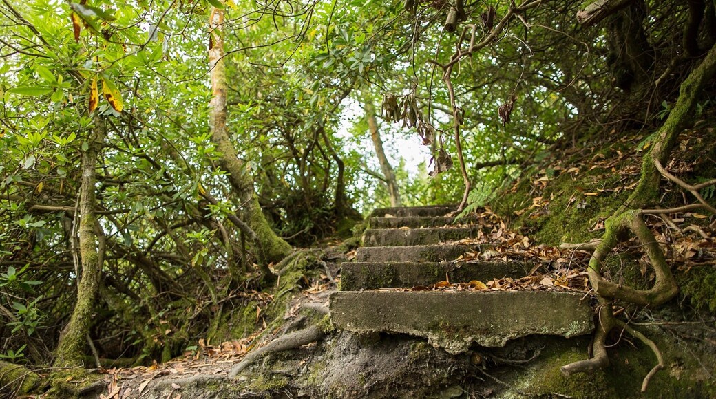 The remains of what used to be the old paths to Nant Y Ffrith waterfall and to the caves. There are many around the area which have just been left abandoned when the hall was knocked down.