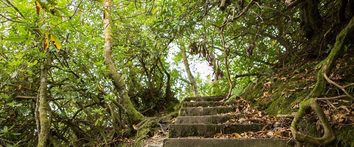 A moss-covered stone staircase in a dense forest.