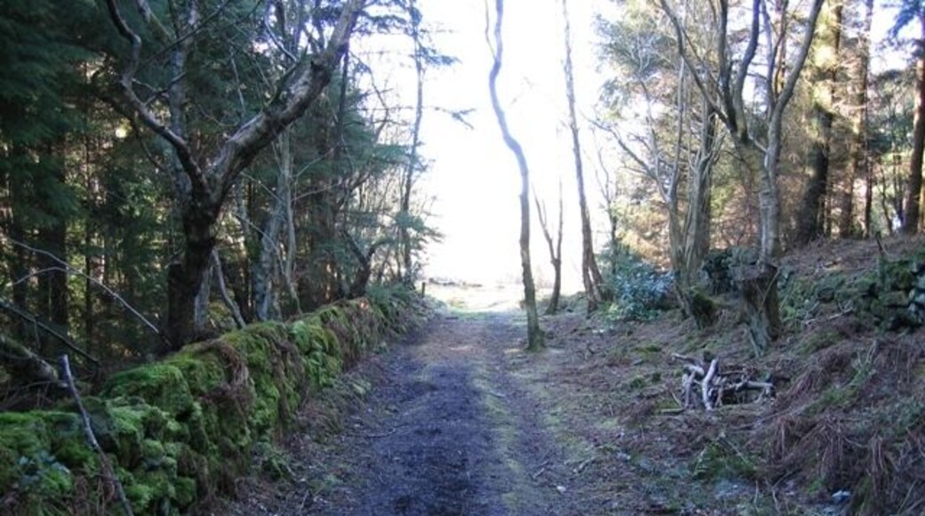 Stone Wall and Path This gloomy path through Nant y Ffrith Woodland is lined with a moss covered stone wall. The playground in the forest is just on the right out in the sunshine.