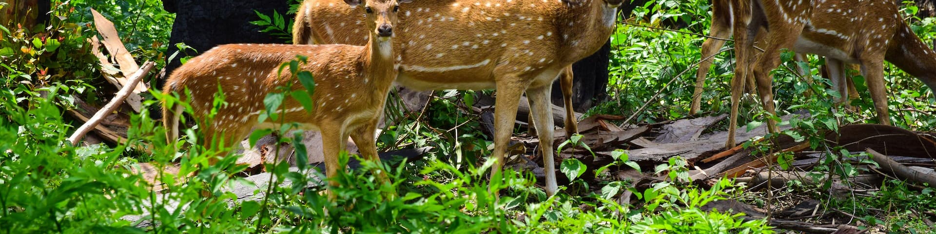 A pair of spotted deer peeking at the passer-by vehicles while grazing in the forests of Wayanad National Park, India
