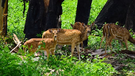 A pair of spotted deer peeking at the passer-by vehicles while grazing in the forests of Wayanad National Park, India