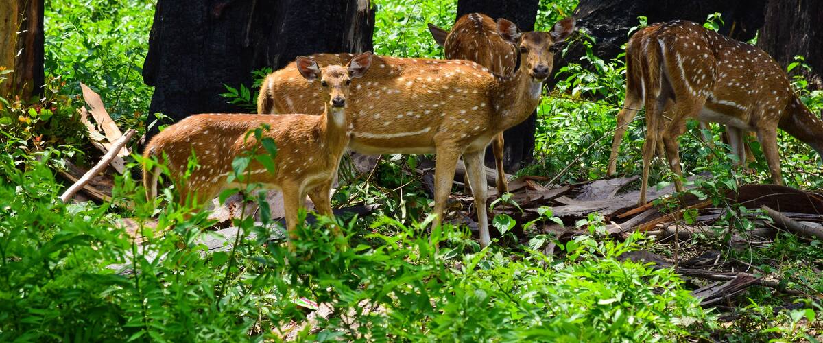 A group of deer in a lush green forest with tall trees and dense foliage.