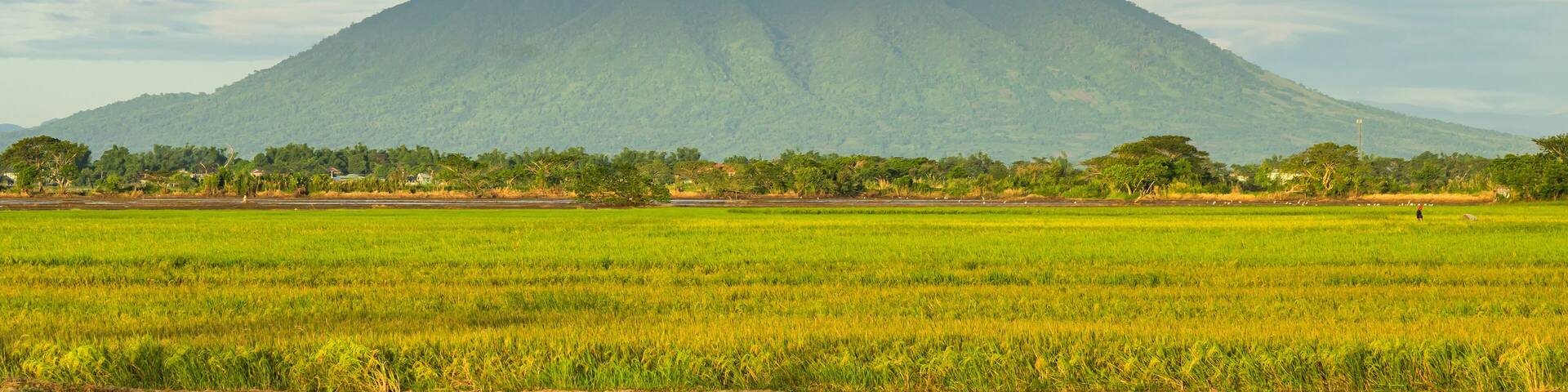 a view of Mount Arayat and it's vast rice field in the Philippines