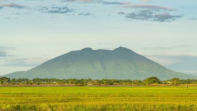 a view of Mount Arayat and it's vast rice field in the Philippines