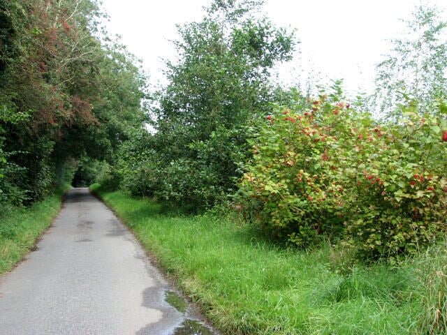 Red currant bushes on road past The Dale Red currants (Ribes nigrum) Currants are closely related to the gooseberry. Red currants were first mentioned in European literature, in a German manuscript from the early 15th century. They were domesticated by the 16th century mainly in the Netherlands and Denmark. Red currants can be eaten raw but perhaps the most familiar use of red currants is the jelly called "Cumberland sauce". For more information see http://www.innvista.com/health/foods/fruits/currants.htm