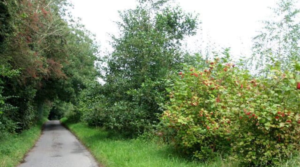Red currant bushes on road past The Dale Red currants (Ribes nigrum) Currants are closely related to the gooseberry. Red currants were first mentioned in European literature, in a German manuscript from the early 15th century. They were domesticated by the 16th century mainly in the Netherlands and Denmark. Red currants can be eaten raw but perhaps the most familiar use of red currants is the jelly called "Cumberland sauce". For more information see http://www.innvista.com/health/foods/fruits/currants.htm