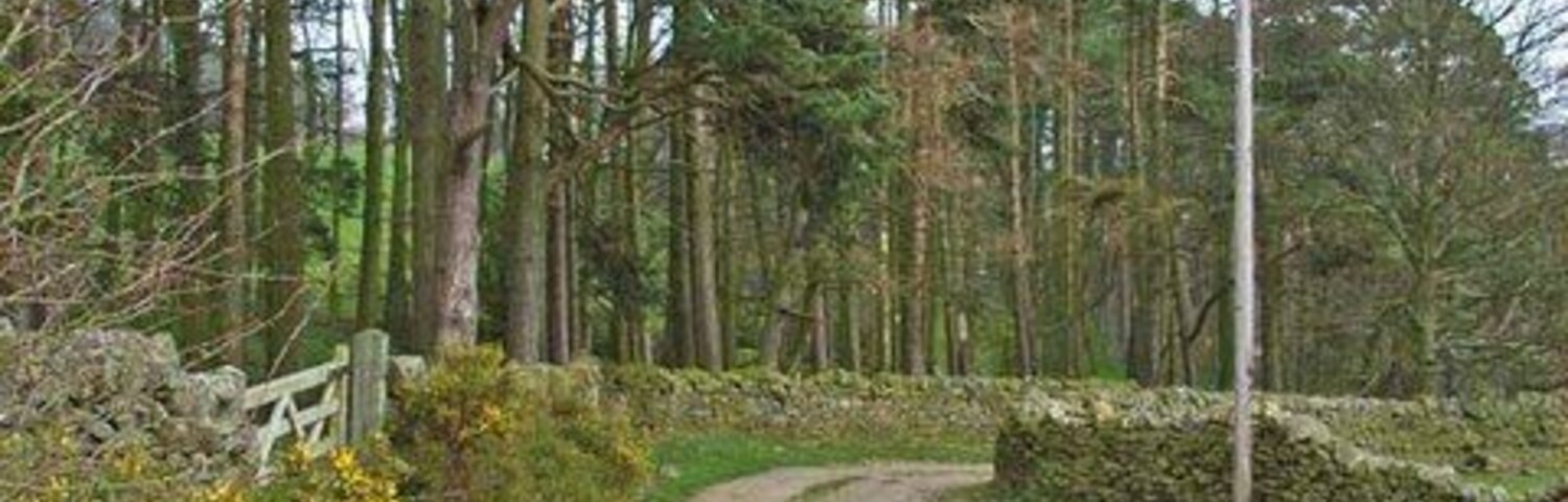 Pinewood near Edmondbyers