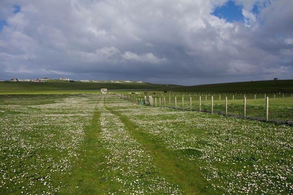 A lovely spot for birdwatching. Down by the small loch was a hideout where we sat, hoping to spot the corncrake. We thought we heard it but we couldn’t see it. We saw herons, lapwings, gulls etc. And in the fields there were cows and rabbits. 
#isleoflewis #natureobservatory #hebrides #scotland #birdwatching #naturereserve #wildlife #green #lifeatexpedia