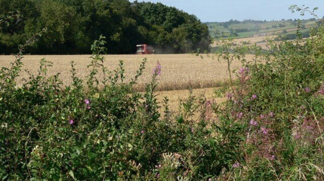 Farmland and Bolt Wood