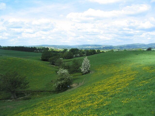 Um campo verde com flores amarelas, árvores e céu nublado.