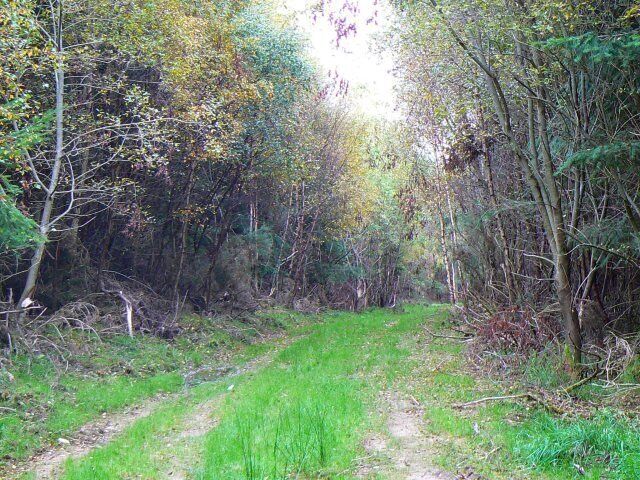 Druids'Seat Wood A grassy track through the trees.