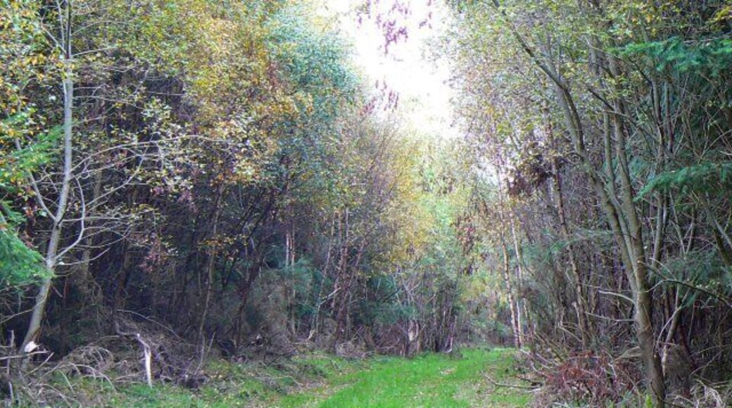Druids'Seat Wood A grassy track through the trees.