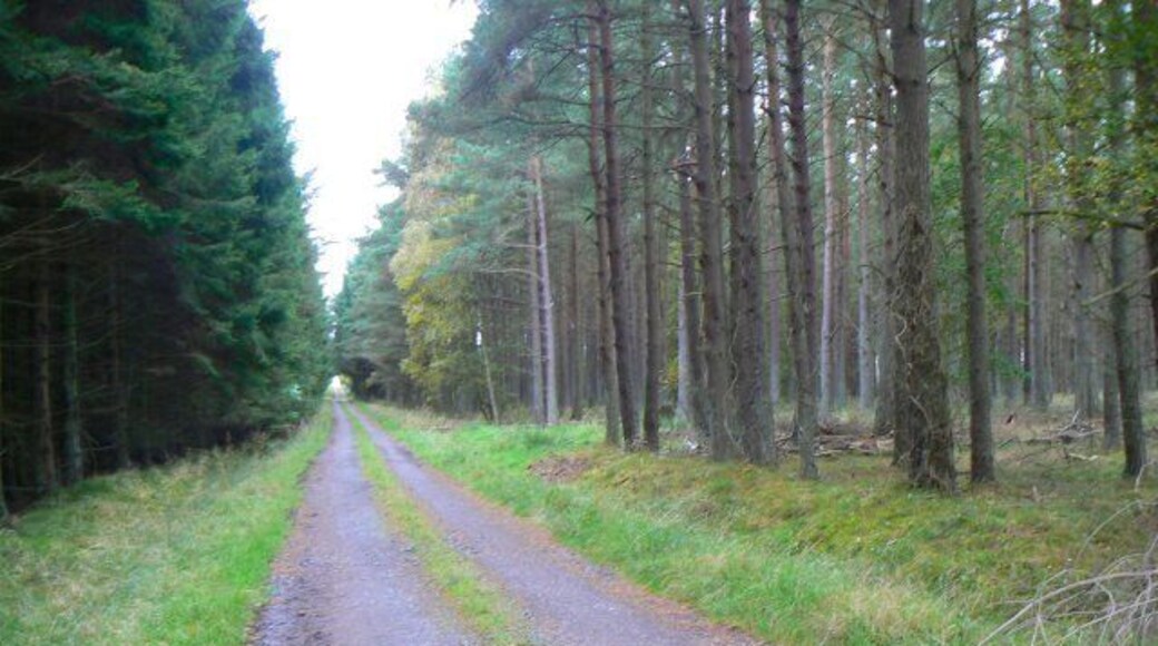Road to Blindwells A forest track through Druid's Seat Wood.