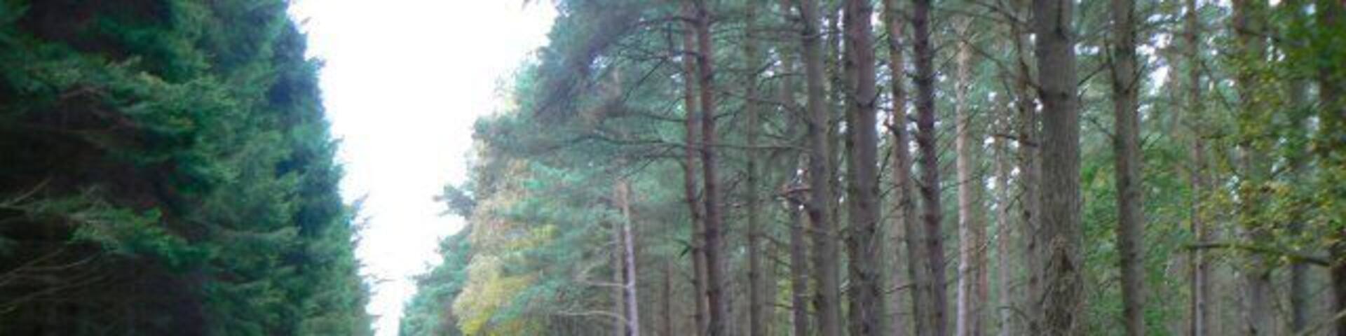 Road to Blindwells A forest track through Druid's Seat Wood.