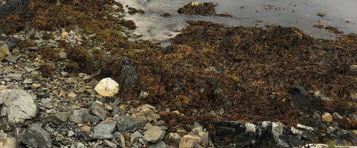 Solitude at Burrastow House.