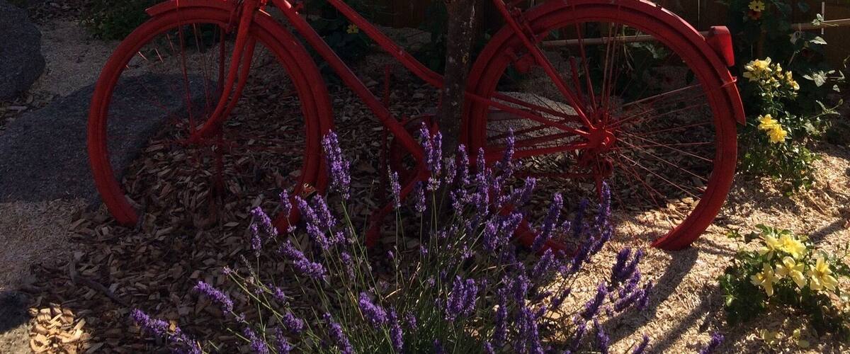 A red bicycle leaning against a tree with a pot on top, surrounded by lavender plants and a metal fence with potted plants.