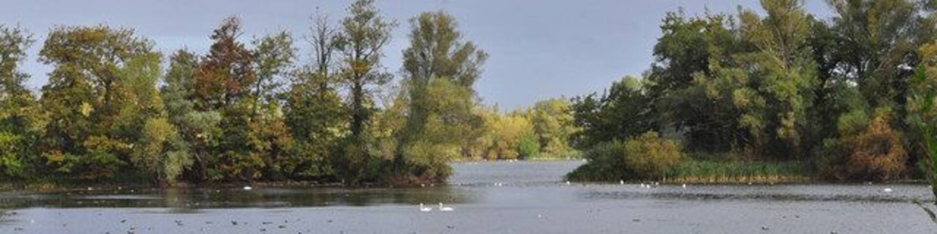 A calm lake with trees in the background.
