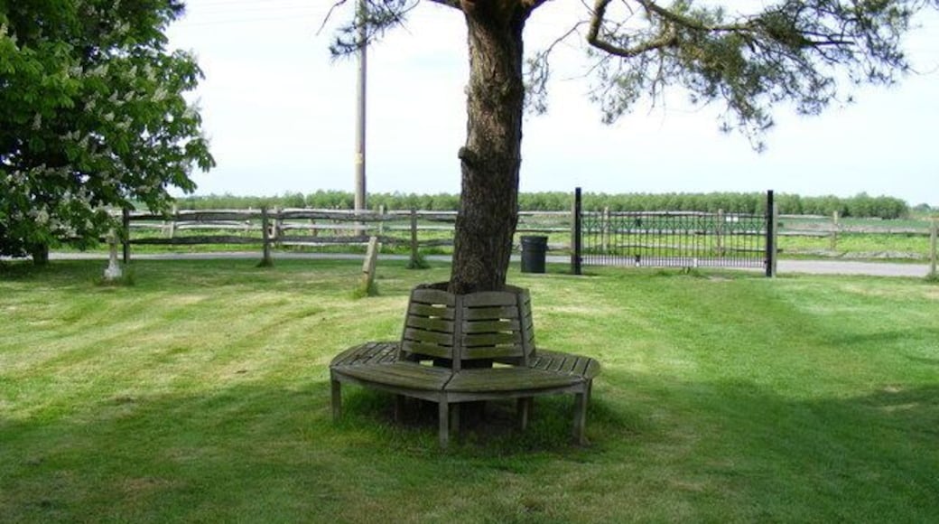 Bench around tree in St Thomas Churchyard