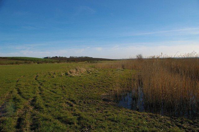A grassy field with a small pond and tall reeds.
