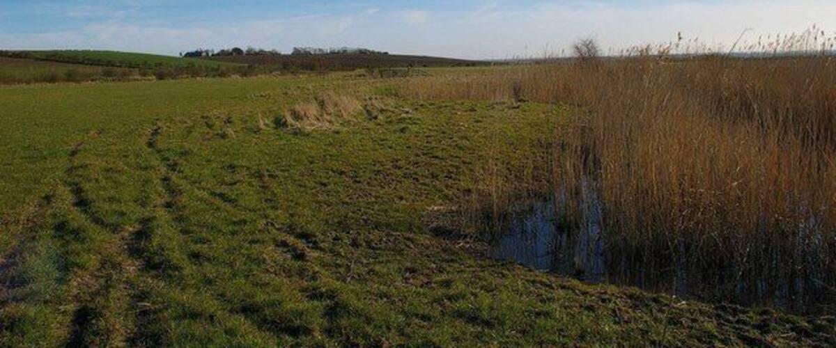 A grassy field with a small pond and tall reeds.