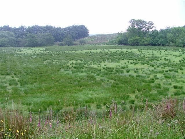 Improved Pasture, Torosay.