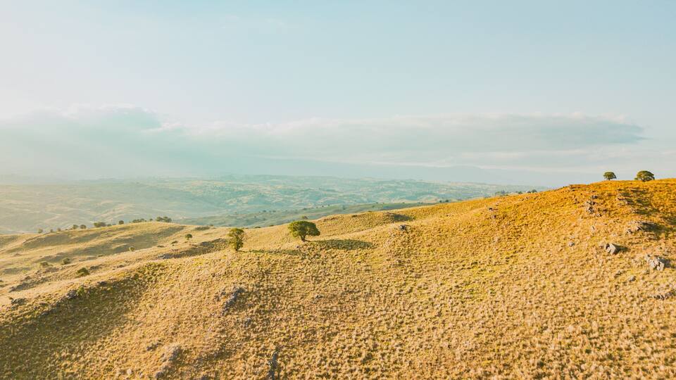 A hilly landscape with sparse vegetation and a few scattered trees.