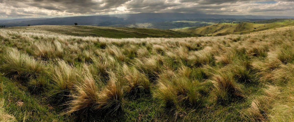 Rolling hills with tall grass and a cloudy sky.